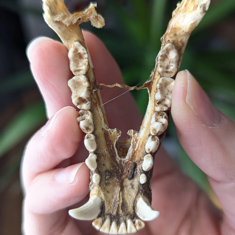 Lower Jawbone of Animal - Small, Possibly Raccoon, Oddity, Skeleton - Picture 12 of 12
